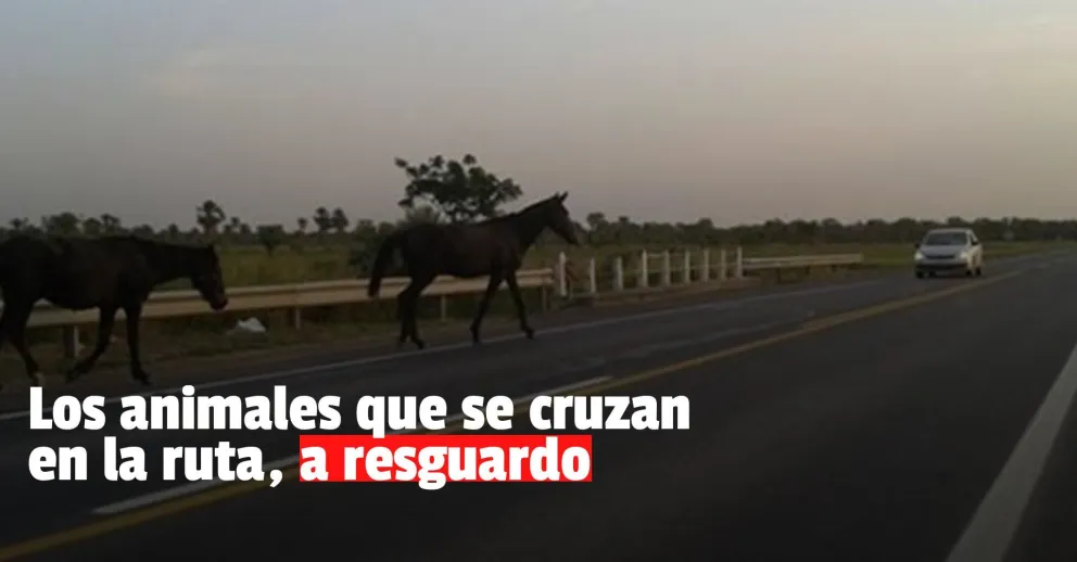 Valle Fértil: gran operativo para poner al resguardo animales que se te cruzan en la ruta
