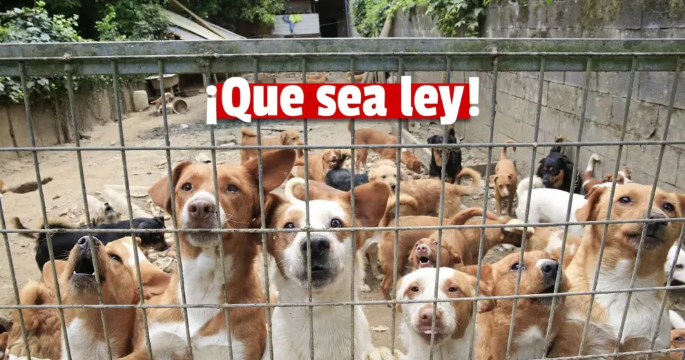 Reino Unido reconocerá por ley que los animales tienen sentimientos