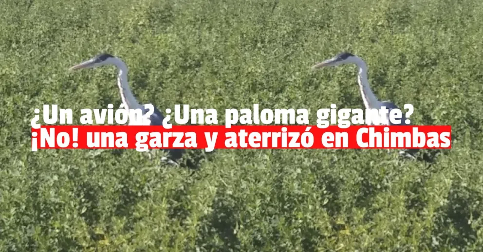 Encontraron a una garza herida en Chimbas