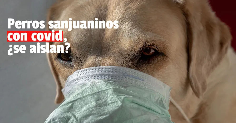 Coronavirus: aseguran que es necesario aislar a las mascotas