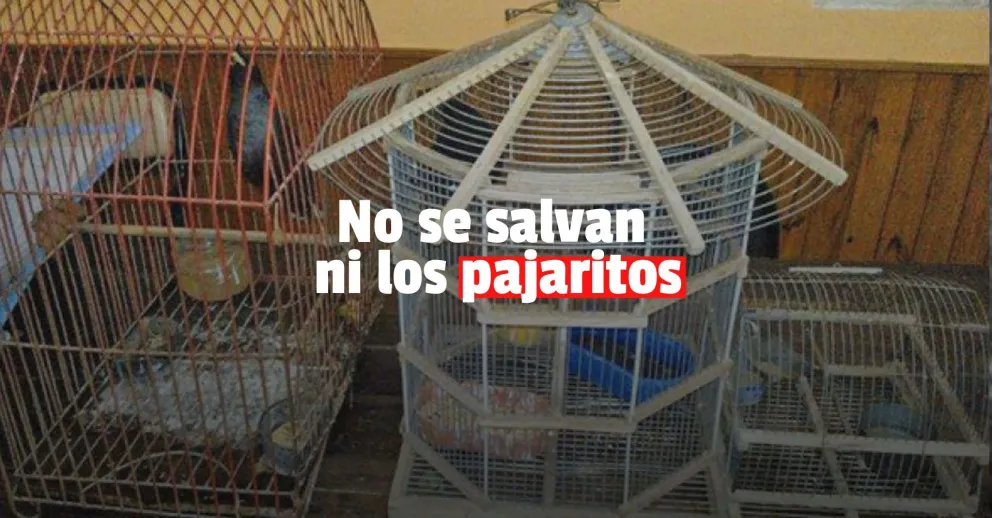 Un joven y un menor le robaron dos aves a un hombre en Ullum