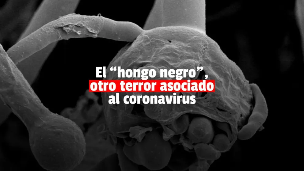 Covid: ¿qué es el “hongo negro”?