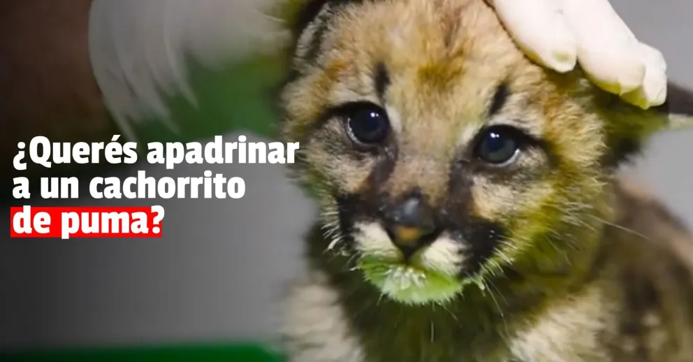 Buscan padrinos y nombres para los pumitas del Faunístico