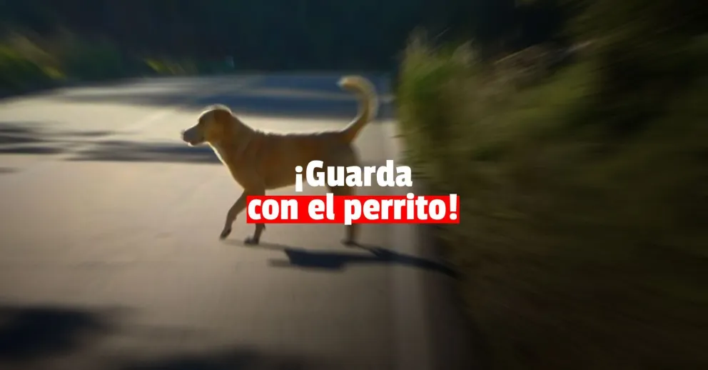 Un motociclista terminó fracturado tras esquivar un perro