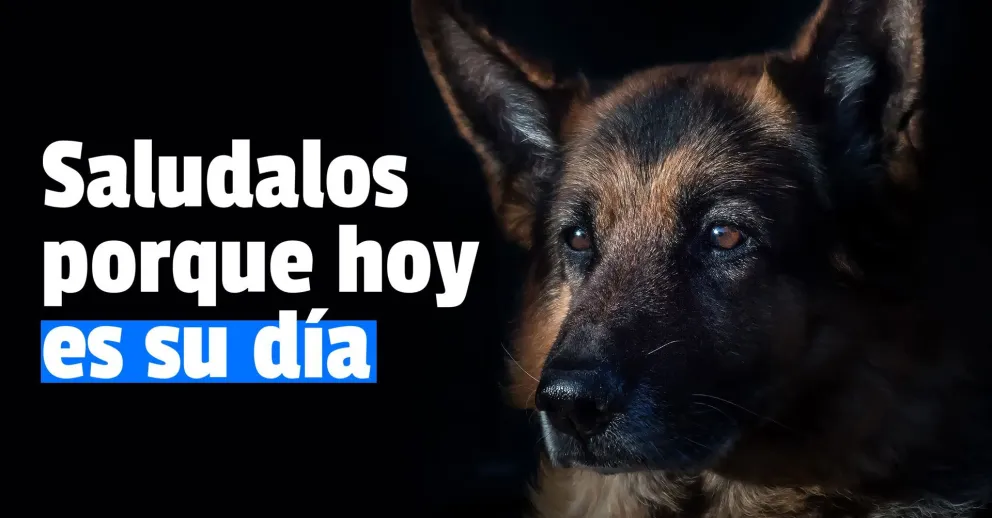 ¿Por qué se conmemora el Día Nacional del Perro?