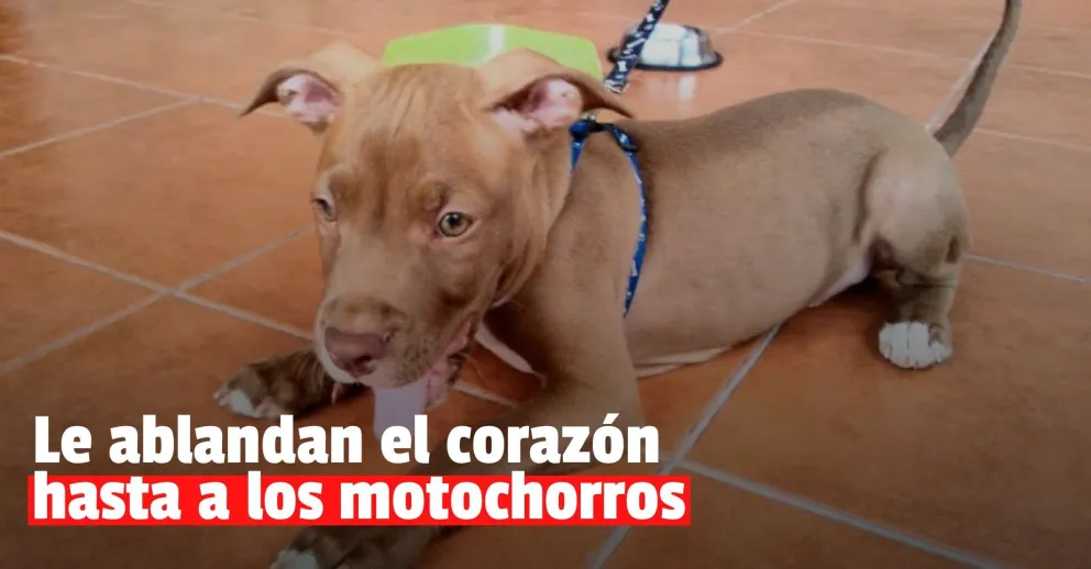 Un motochorro robó una perra, se arrepintió y la devolvió con una carta