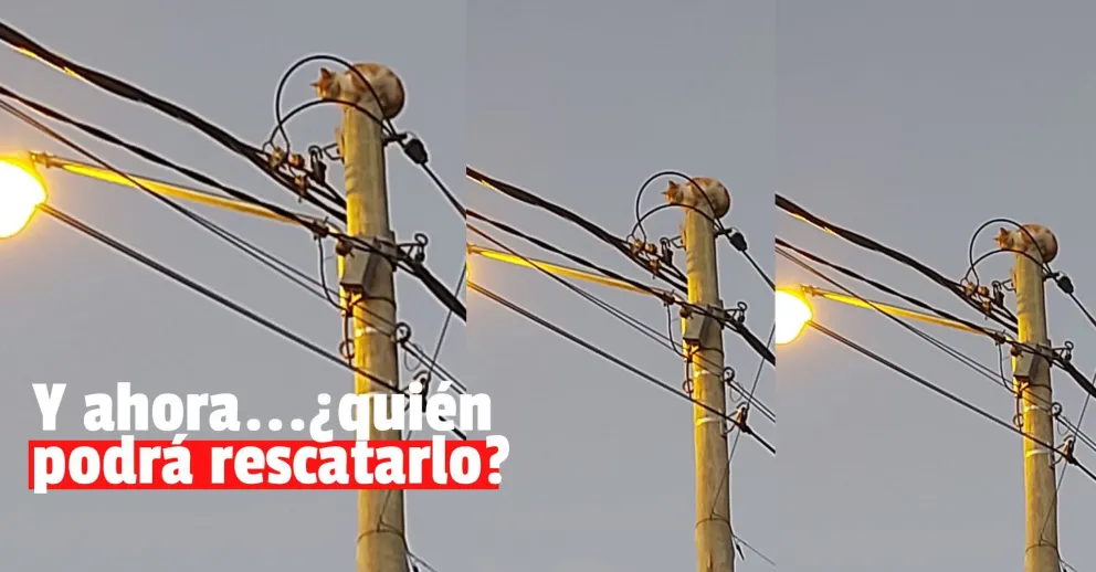Rescataron a un gatito que se subió a un poste de luz