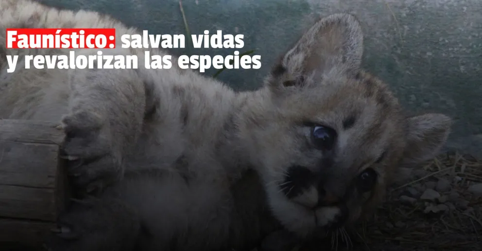 El trabajo del Faunístico: rehabilitación y recuperación de la fauna silvestre sanjuanina