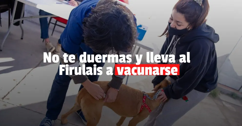 El vacunatorio de mascotas llega Concepción