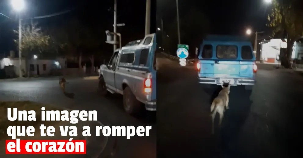Escrachan a un automovilista por abandonar a un perro