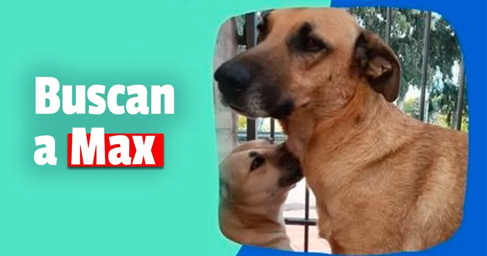 Buscan a Max, un perro que se perdió el 19 de junio