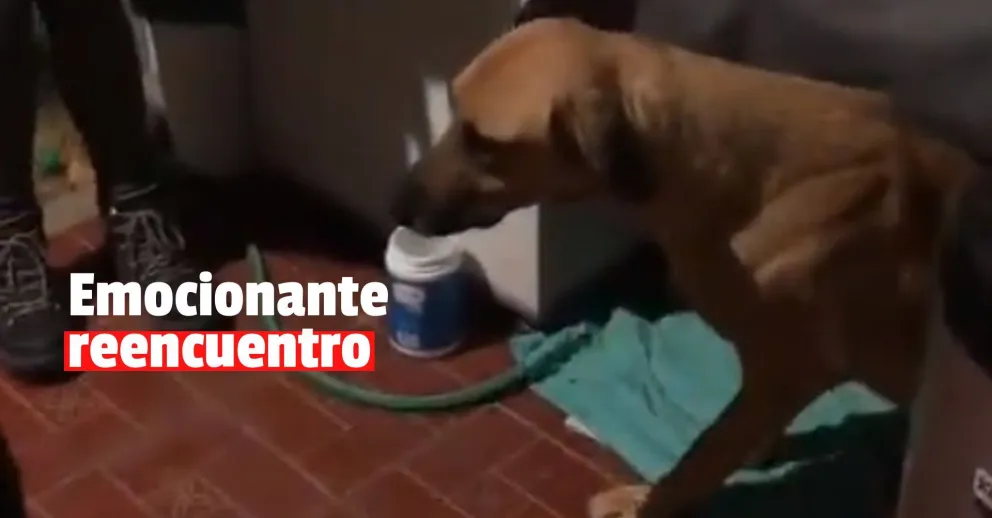 Apareció Max, el perro que era buscado desde el 19 de junio