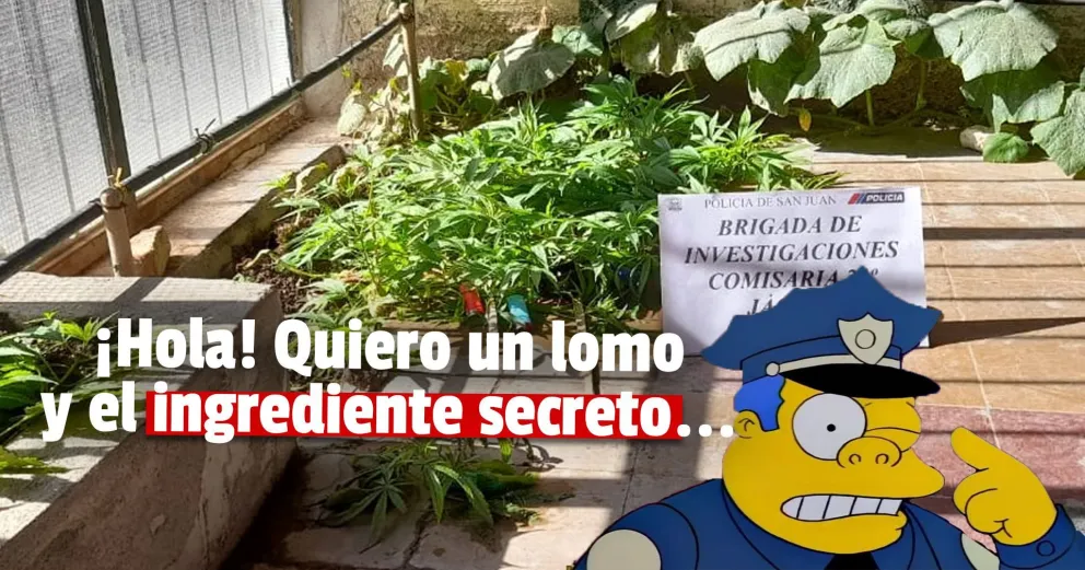 Jáchal: encontraron en una lomoteca 35 plantas de marihuna
