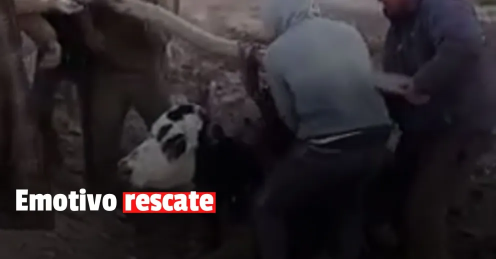 Obreros rescataron a una vaca que estaba enterrada en un pozo