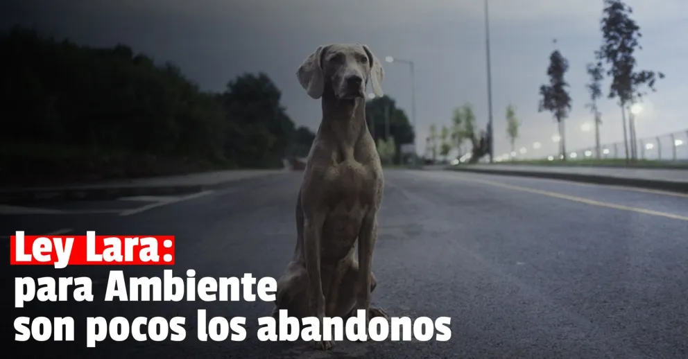 Desde Ambiente aseguran que sólo hubo 50 perros abandonados desde que promulgaron la Ley Lara