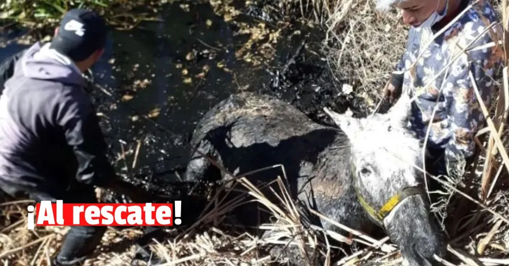 Un caballo quedó atrapado en un canal y Bomberos lo rescató