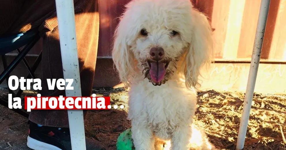 Se asustó por la pirotecnia utilizada en los festejos de Argentina, huyó y su familia lo busca