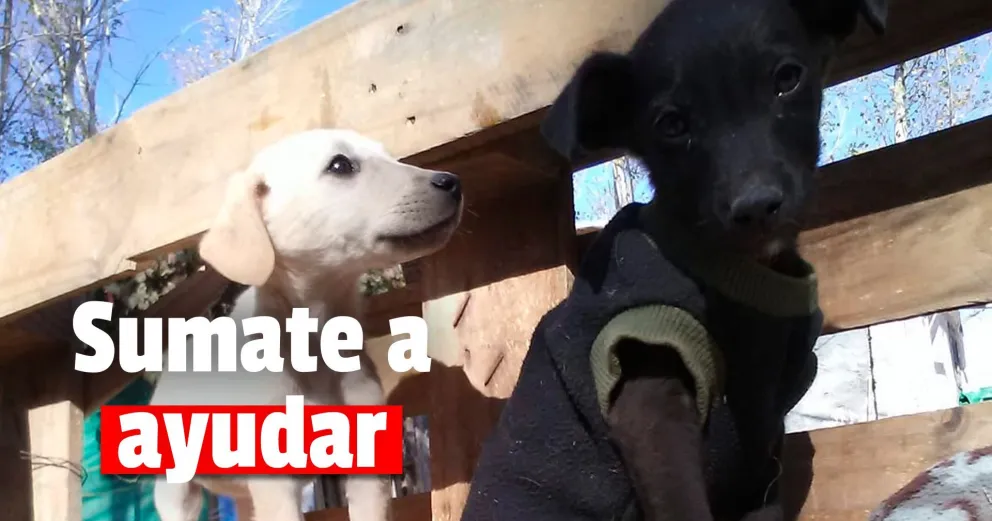 La casita de Tronquito: un refugio que rescató a 45 perros callejeros