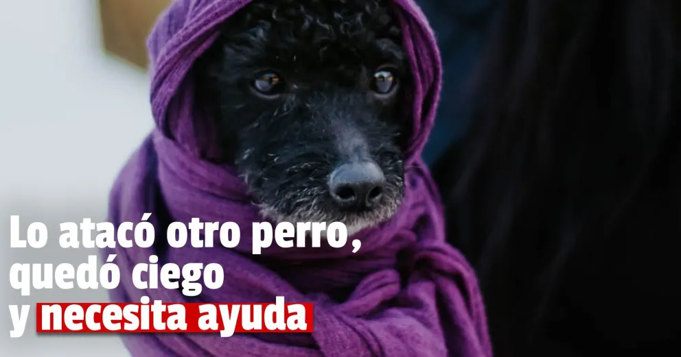 Necesitan ayuda para operar a un cachorro que fue atacado por un perro más grande