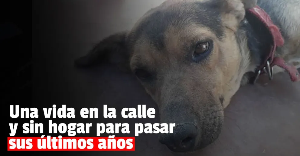 Pasó toda su vida en la calle y ahora con 10 años busca una familia que la adopte