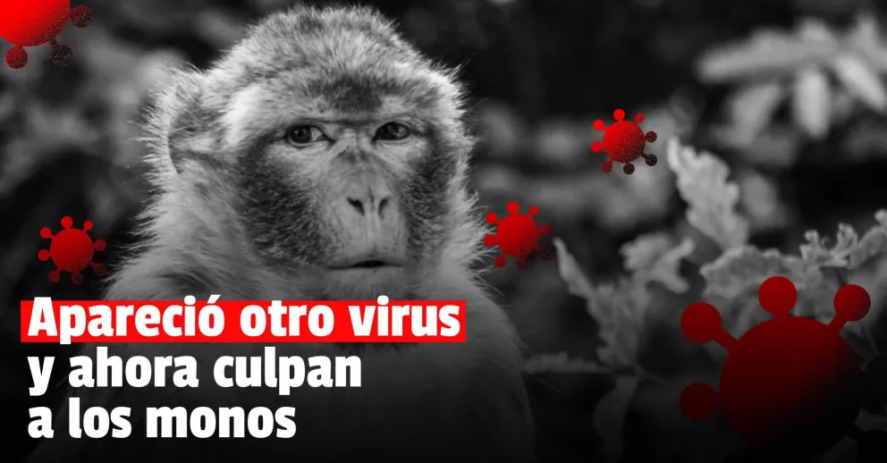 China registró la primera muerte por el letal virus "B", proveniente de los monos