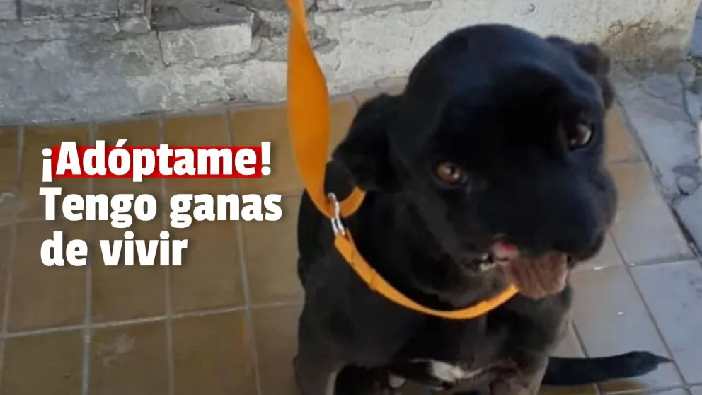 Conocé la historia de negrita, la perrita que fue víctima de la pirotecnia y busca un hogar