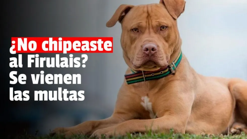 Desde este jueves habrá multas para los que no hayan registrado a sus perros potencialmente peligrosos