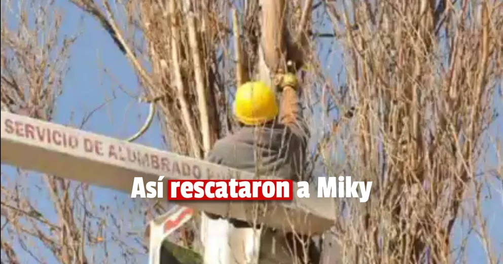 Empleados municipales rescataron a un gatito que estaba atrapado en un árbol