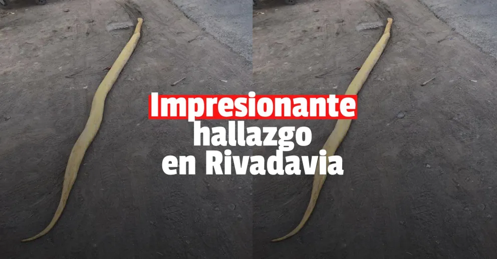 Encontraron una gran serpiente amarilla muerta