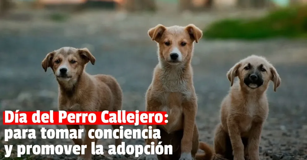 Día Mundial del Perro Callejero: 9 de cada 10 animales que nacen en la calle nunca encuentran hogar