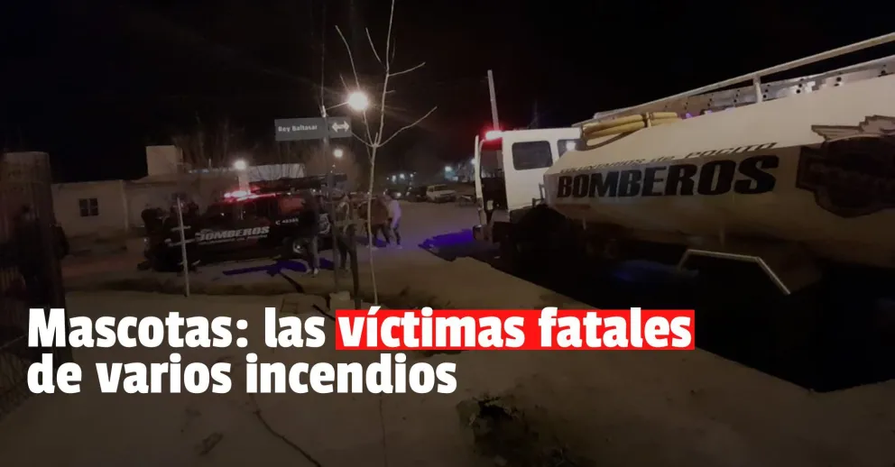 Durante el 2021, murieron siete perros y un gato en distintos incendios en la provincia