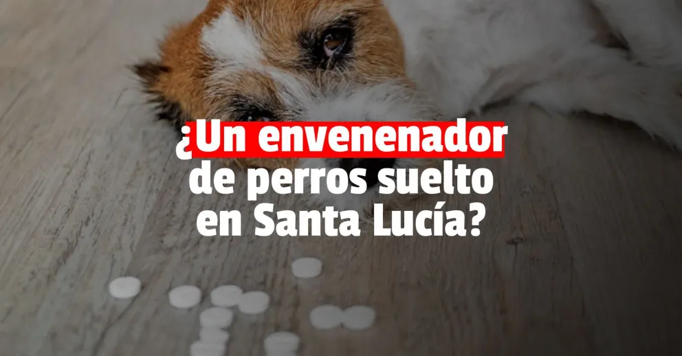 Aseguran que envenenaron a varios perros en Santa Lucía