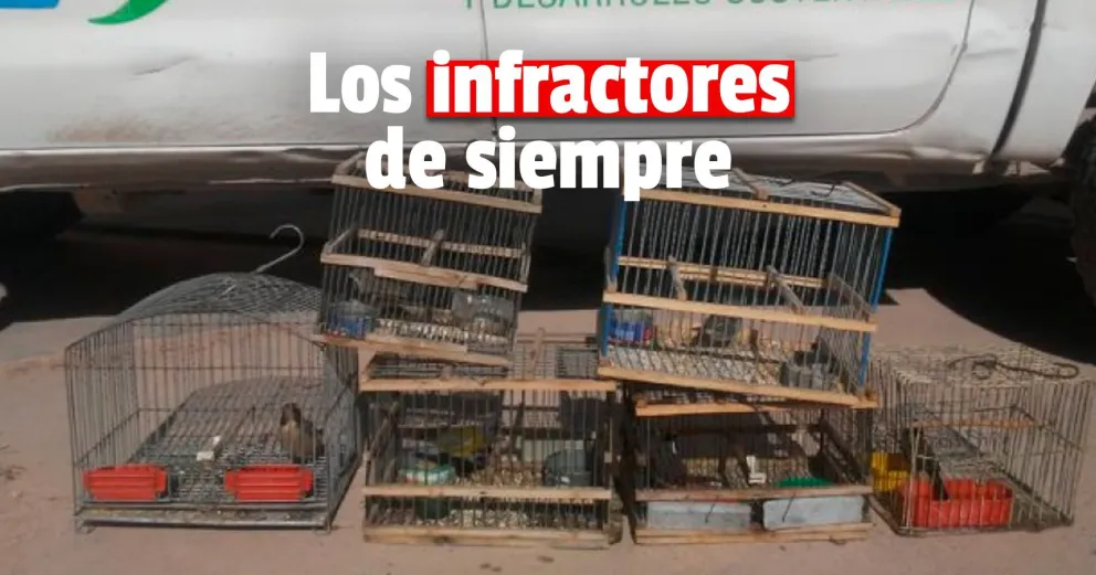 Ambiente registró nueve infracciones contra la flora y fauna