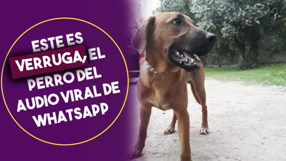 Este es Verruga, el perro del audio viral de Whatsapp