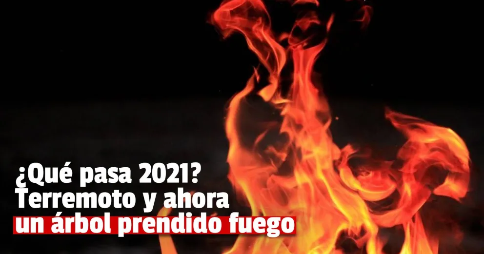 Se prendió fuego un árbol en pleno centro