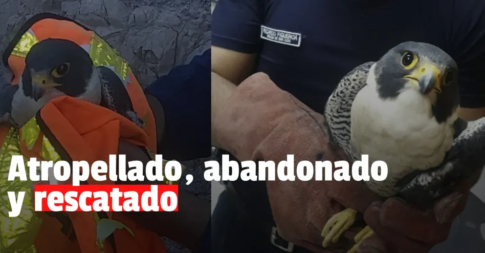 Rescataron a un halcón que fue atropellado en el dique de Ullum