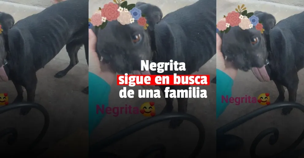 A Negrita se le termina el tránsito y no encuentra una familia que la adopte