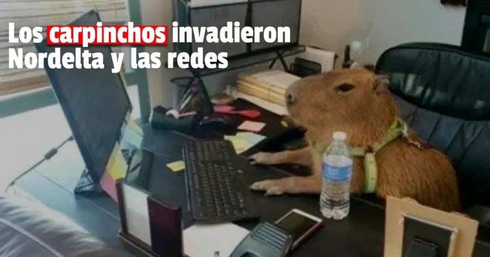 El origen del insólito furor por los carpinchos en las redes sociales