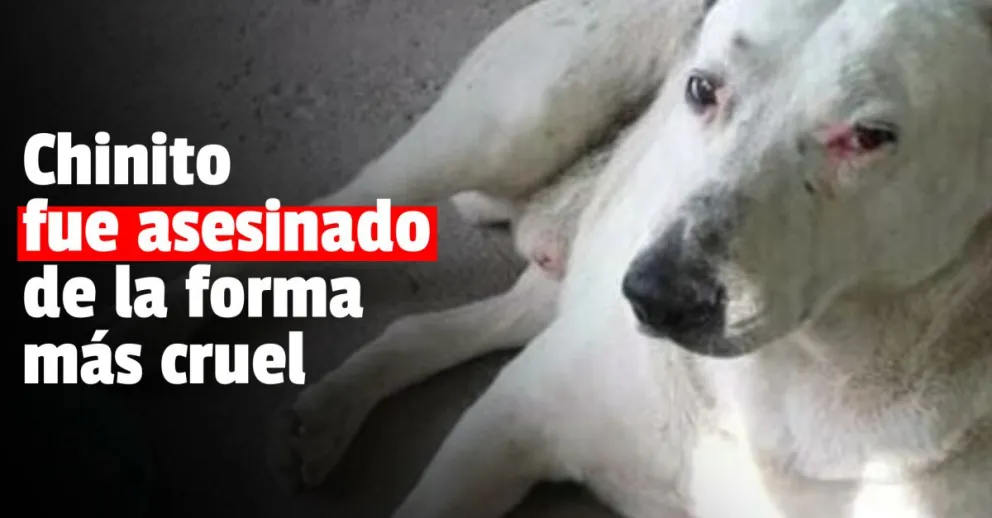 Un hombre mató a puñaladas al perro de un vecino 