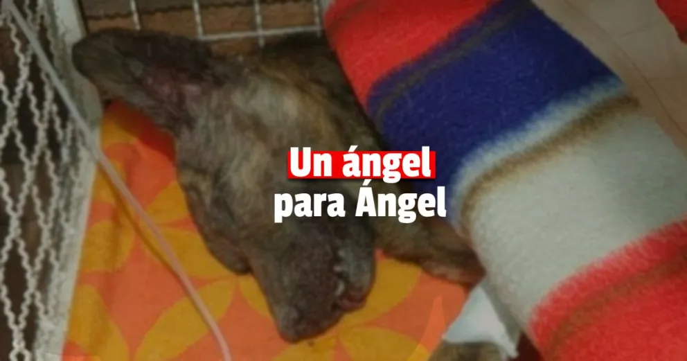Juntan donaciones para salvarle la vida a un perro que fue atropellado, tirado a un pozo y abandonado
