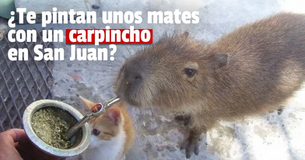 Todo sobre el carpincho, contado por un sanjuanino