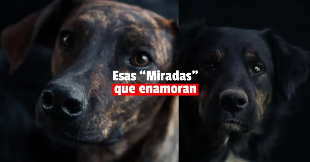 “Miradas”: el proyecto fotográfico que muestra la belleza de los perros callejeros
