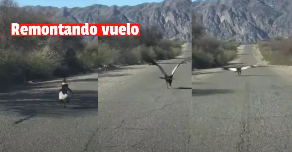 Un jachallero encontró a un cóndor en plena ruta intentando emprender vuelo