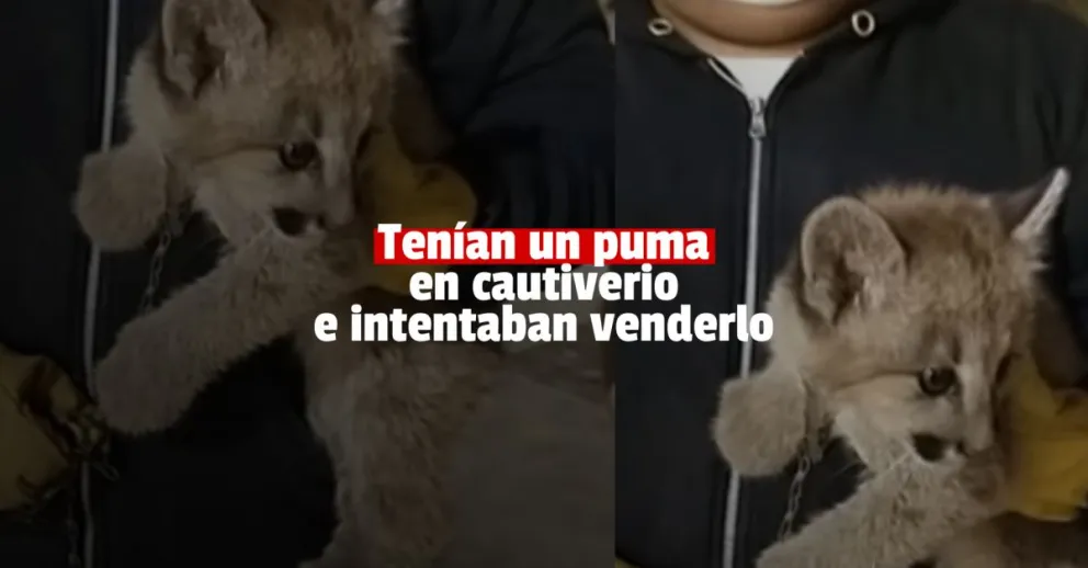 Proteccionistas se hicieron pasar por compradores para poder rescatar a un puma
