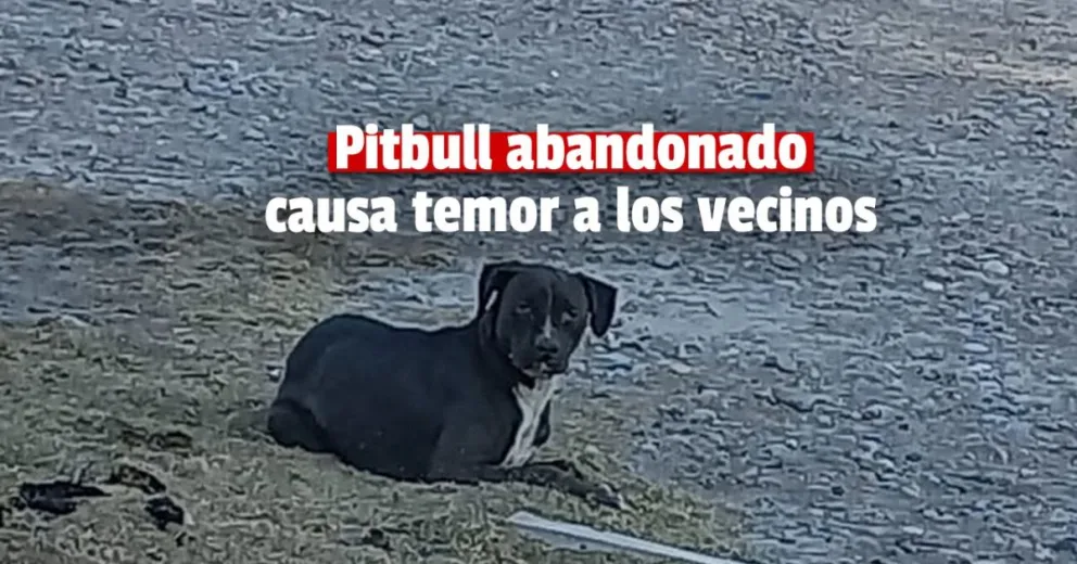 Preocupación en Chimbas por el abandono de un perro potencialmente peligroso