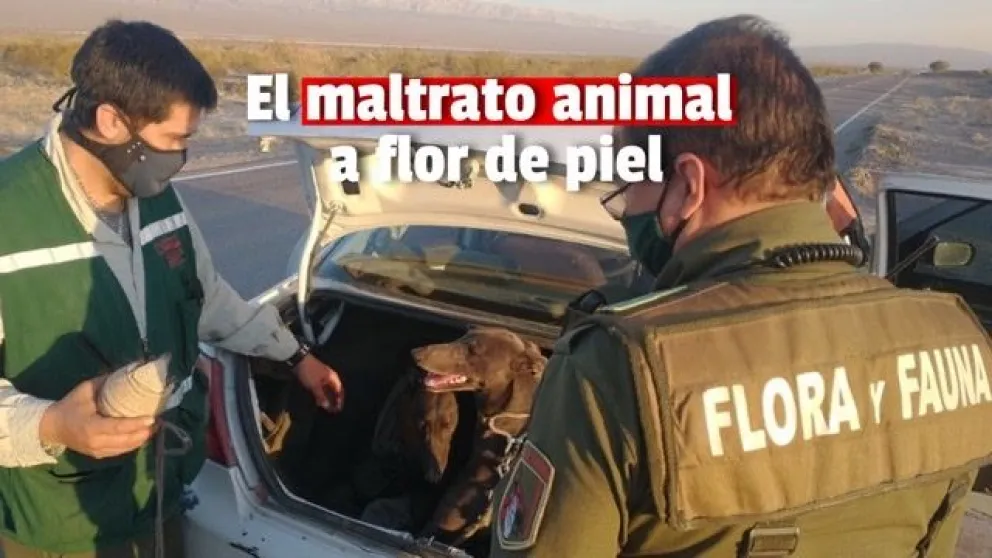 Se labraron 13 actas de infracción contra la fauna