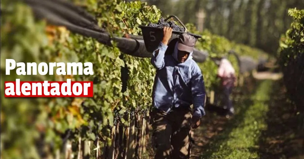 Viñateros sanjuaninos estiman mejora en precios de la próxima cosecha