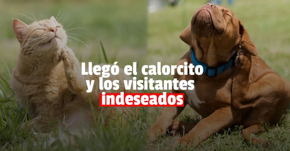 Pulgas y garrapatas: lo que tenés que saber para cuidar a tu mascota