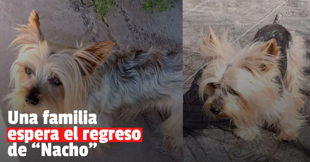 Buscan a Nacho, la mascota de una mujer que está enferma 