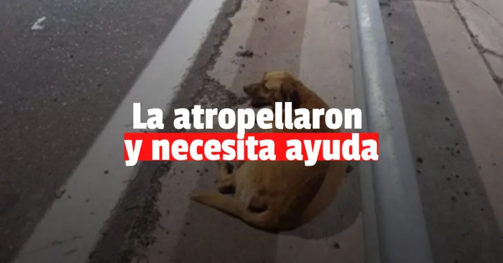 Juntan donaciones económicas para una perrita que fue atropellada, abandonada y tiene que ser operada 